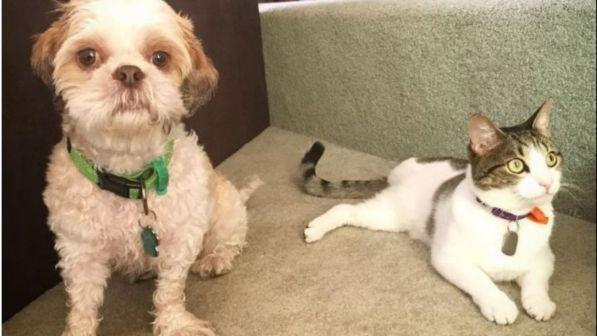 animali-tomba-padrone