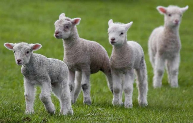 benessere-animali-768×491