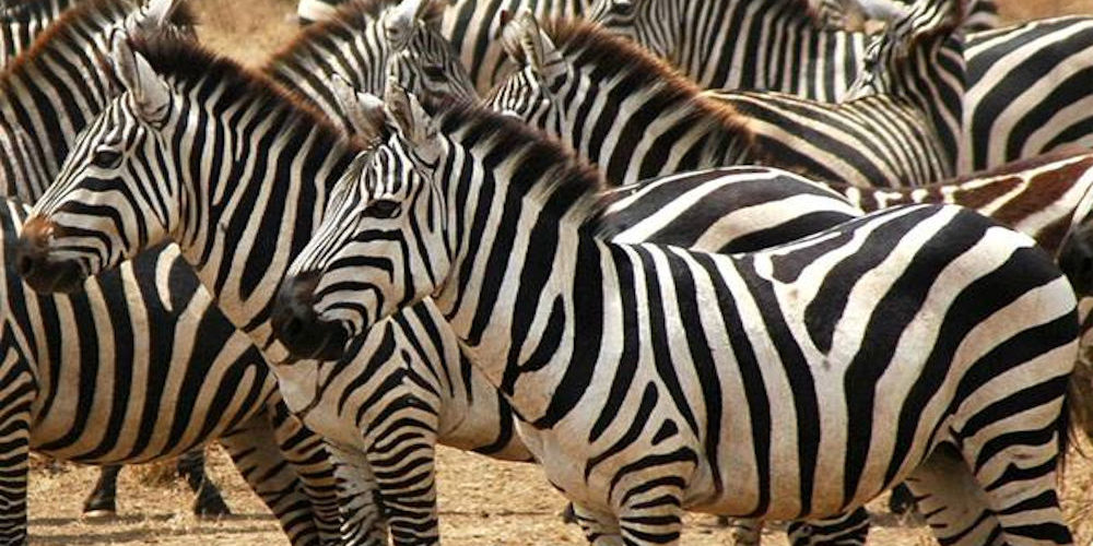 zebre