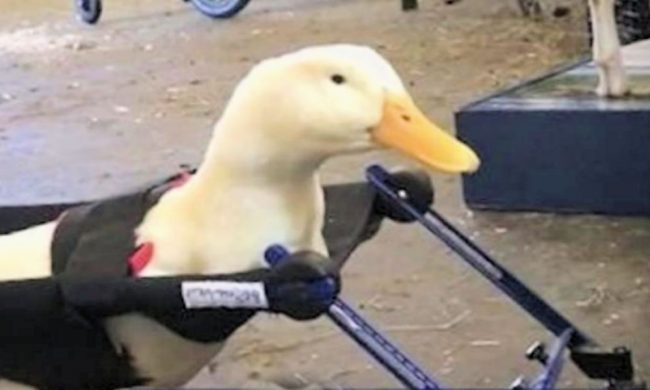 C_2_articolo_3193988_upiFoto1F