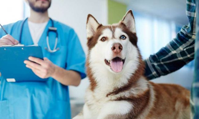 animali-in-ospedale-850×491