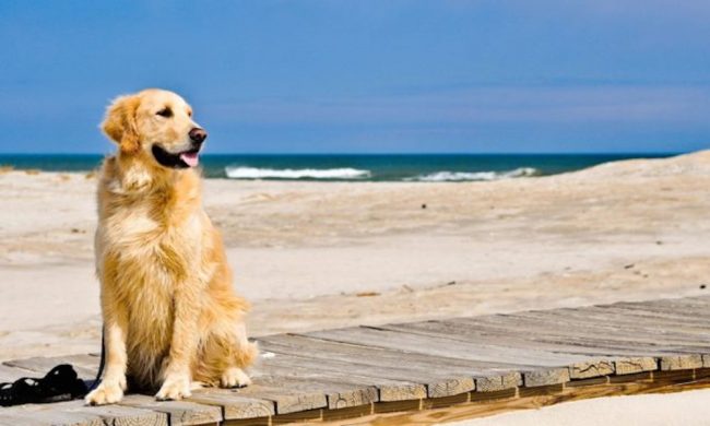 cani-spiaggia-legge-640×400