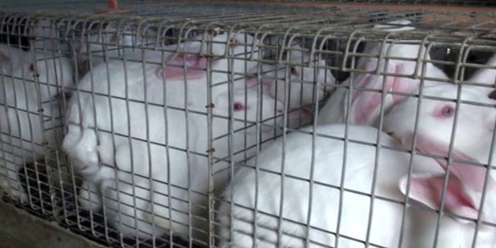 vigilanza-per-animali-in-gabbia