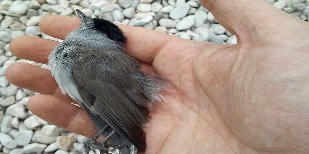 strage-uccellini-vicenza