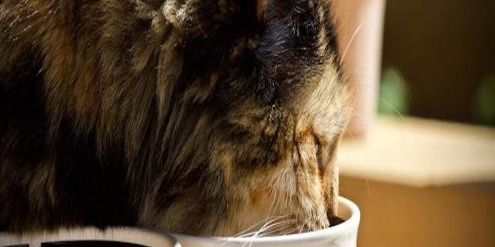 4501946_1624_cibo_gatti_tubercolosi.jpg.pagespeed.ce.uVk-tftIeU